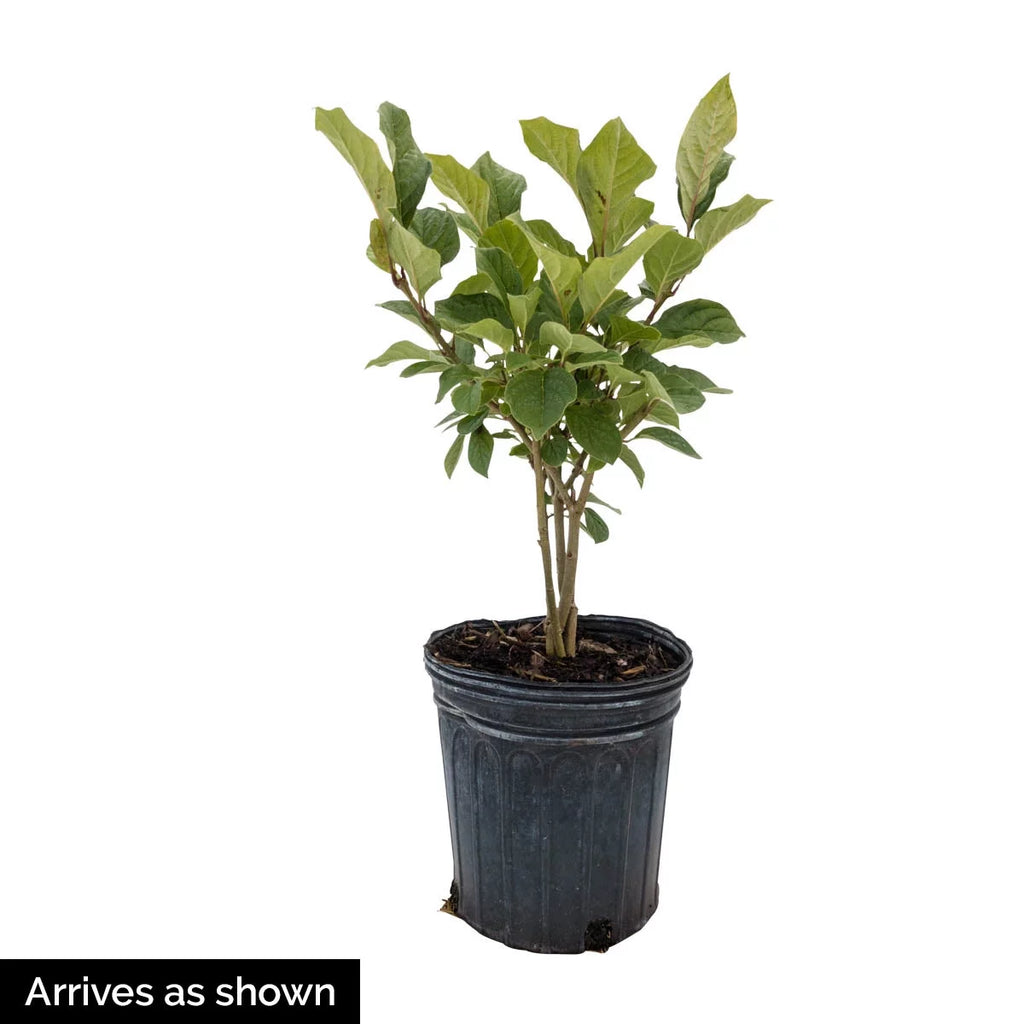 Lilac White Flowering Lilac Deciduous Shrub, 1 gallon pot V4549