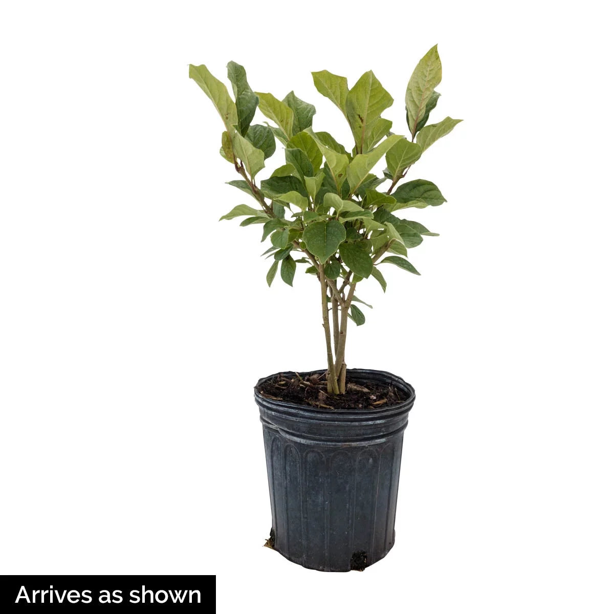 Lilac White Flowering Lilac Deciduous Shrub, 1 gallon pot V4549