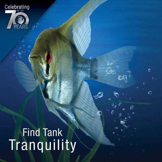 Tetra Cleaning Bacteria Q361
