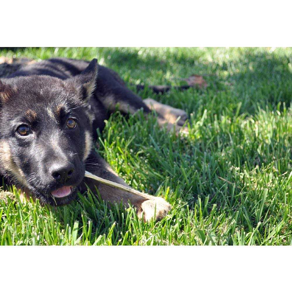 Oral Hygiene Dental Dog Treats J353