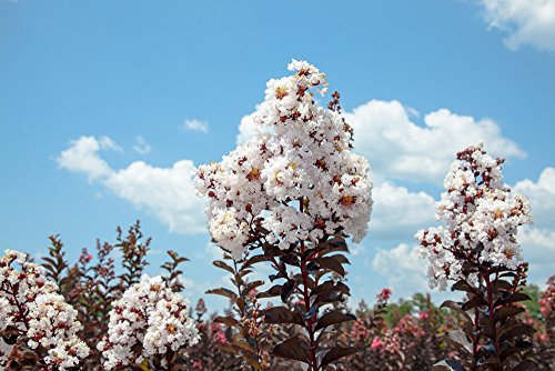 Black Diamond Pure White Crape Myrtle Live Plant M504118