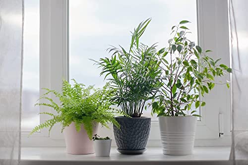 King Sago Palm Tree Real Live Plant G603