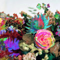 Darkstar News from Nowhere Rock Vinyl R8812