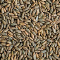 25 LB Bag Of Rye Berries M295
