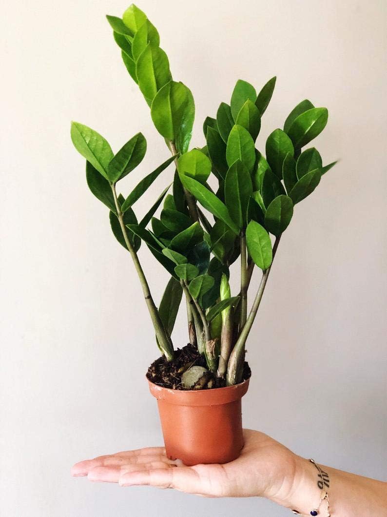 4 Inch Zamioculcas Zamiifolia Live Plant A831988