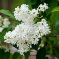 Lilac White Flowering Lilac Deciduous Shrub, 1 gallon pot V4549