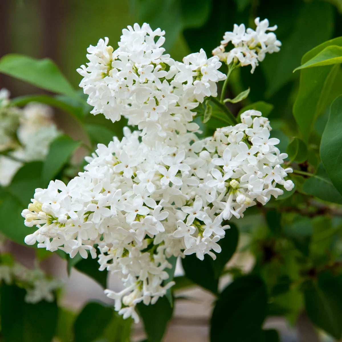 Lilac White Flowering Lilac Deciduous Shrub, 1 gallon pot V4549