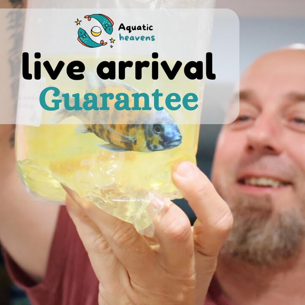3 live Freshwater Aquarium Shrimp H289245