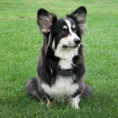 No Bark Collar S1207