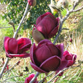 Deciduous Tree in Grower Container - 1 Piece Z2444