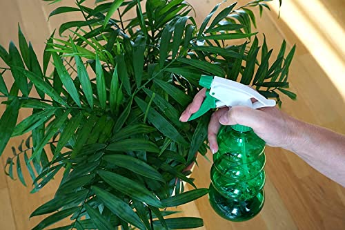 King Sago Palm Tree Real Live Plant G603