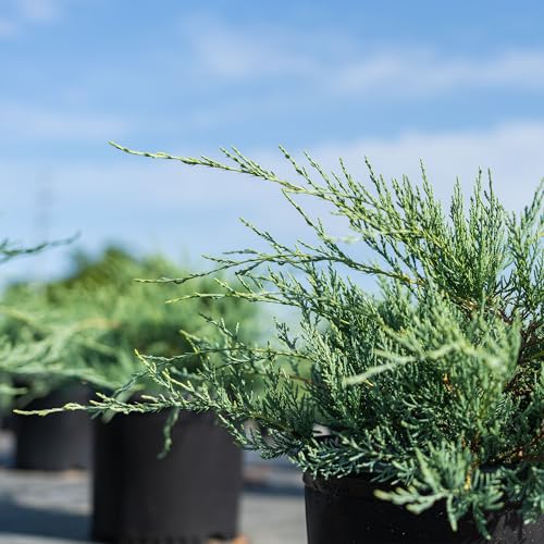 Grey Owl Juniper 3 Gallon Evergreen Low Spreading Shrub J490319