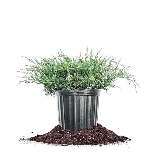 Grey Owl Juniper 3 Gallon Evergreen Low Spreading Shrub J490319
