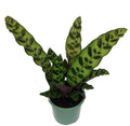 4" Pot Calathea lancifolia House Plant J75161