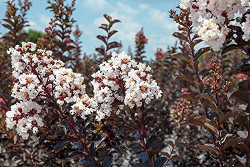 Black Diamond Pure White Crape Myrtle Live Plant M504118