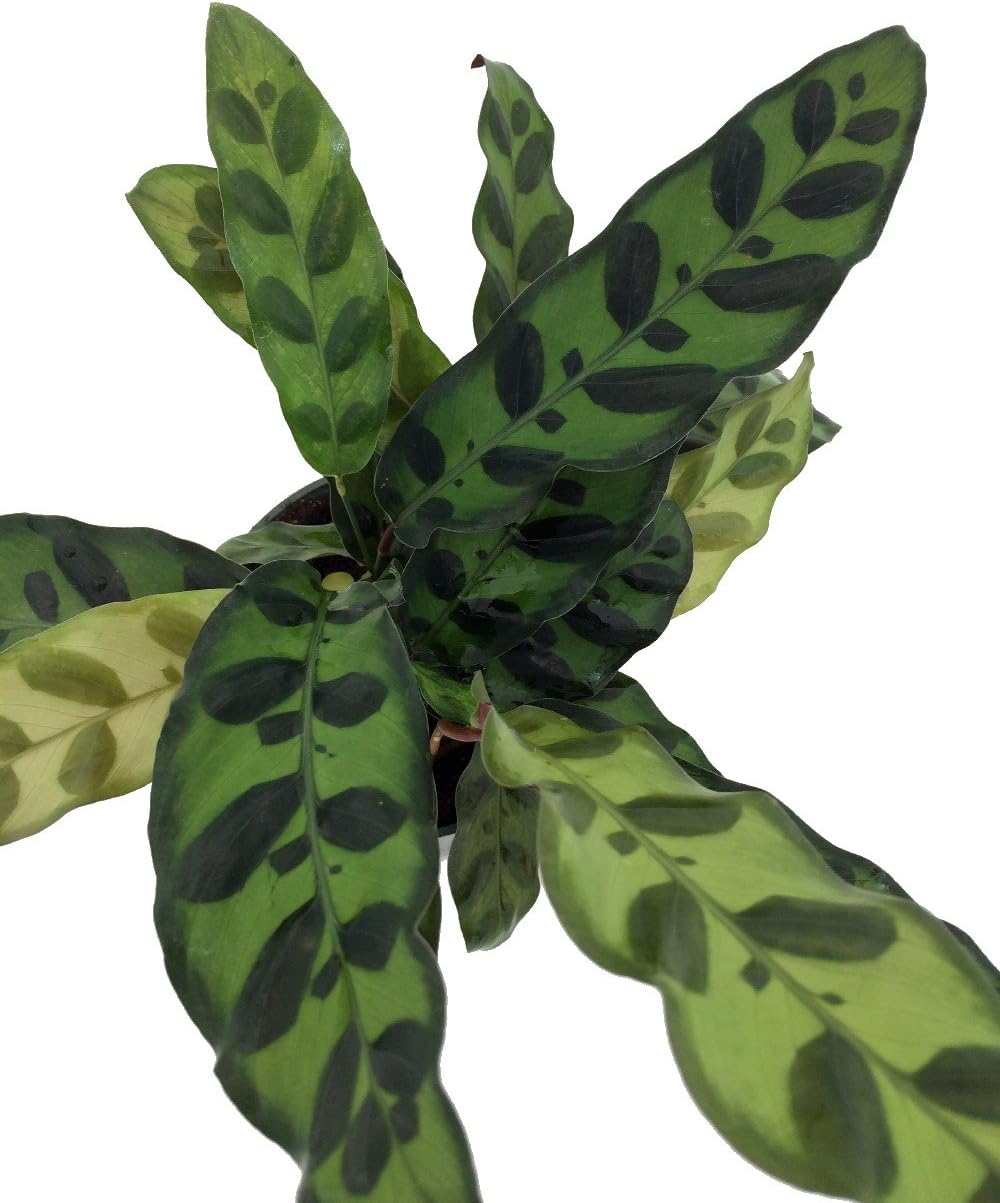 4" Pot Calathea lancifolia House Plant J75161