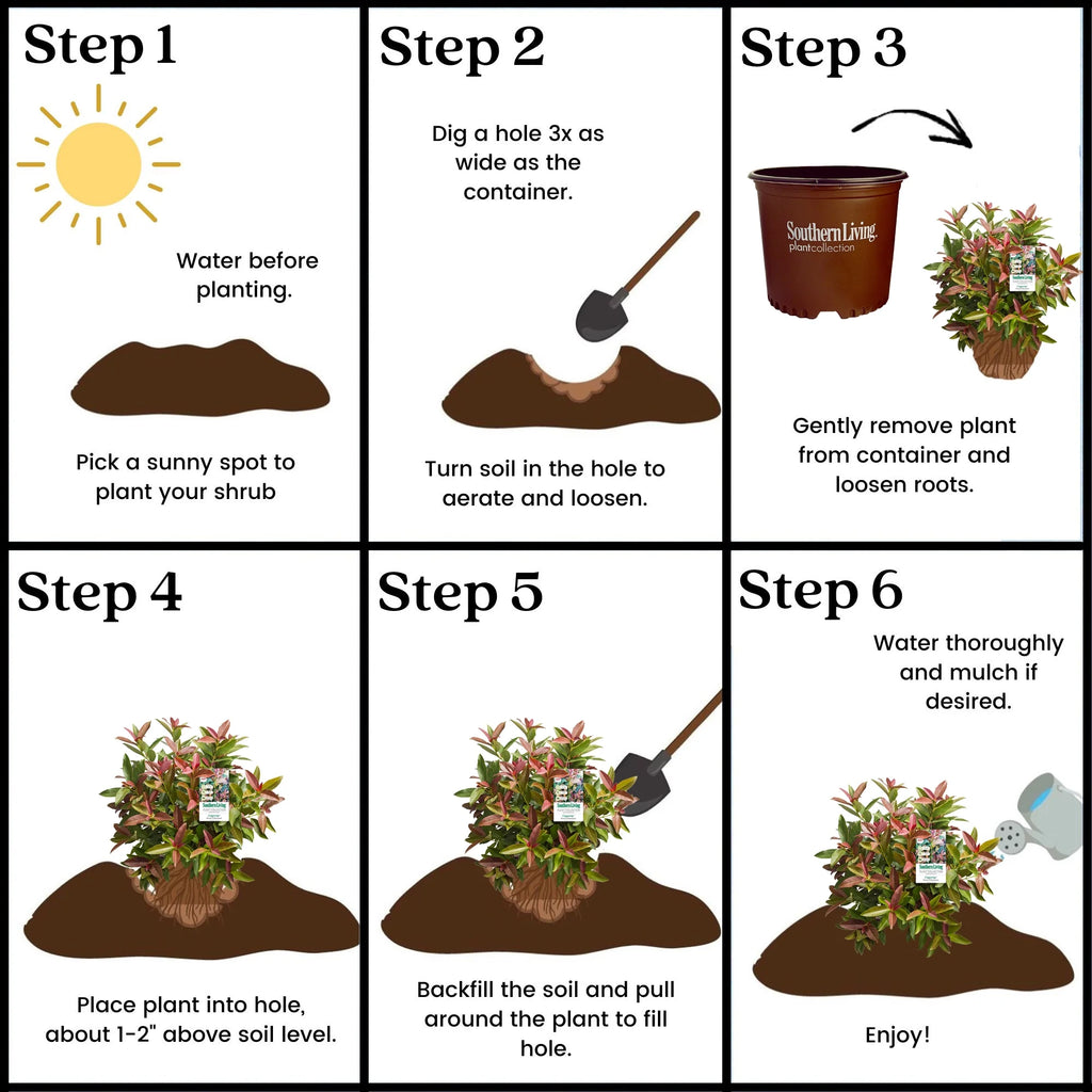 Viburnum Copper Top Live Shrub (2 Gallon) G2500