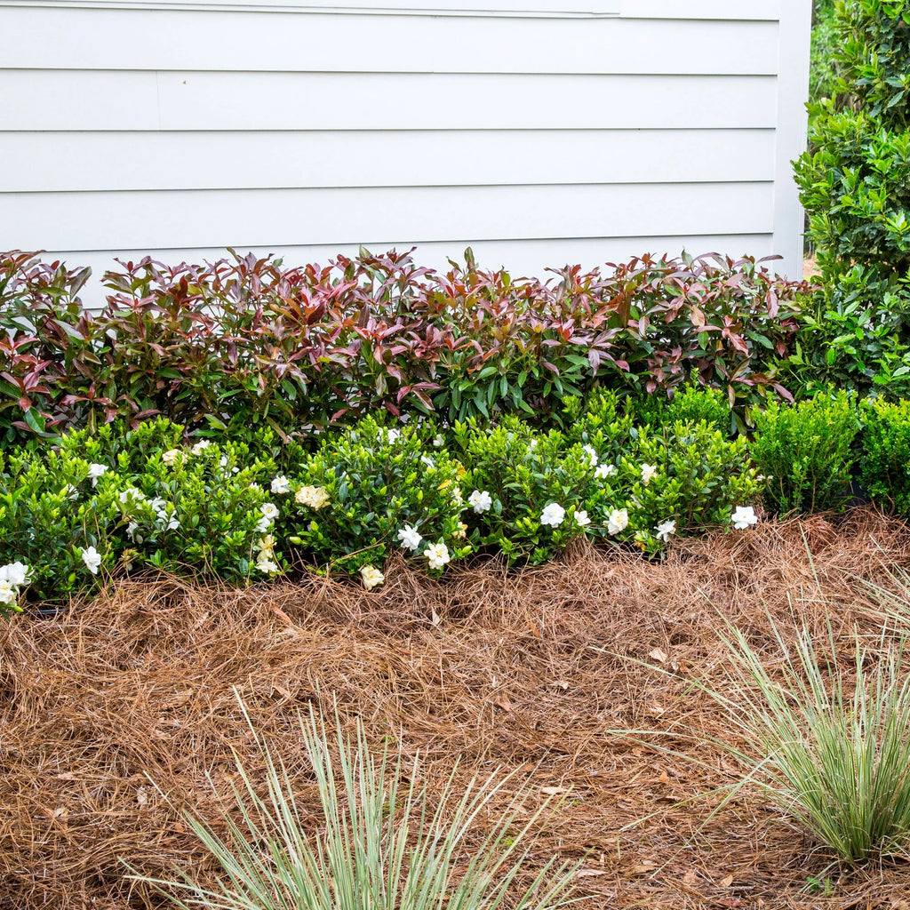 Viburnum Copper Top Live Shrub (2 Gallon) G2500