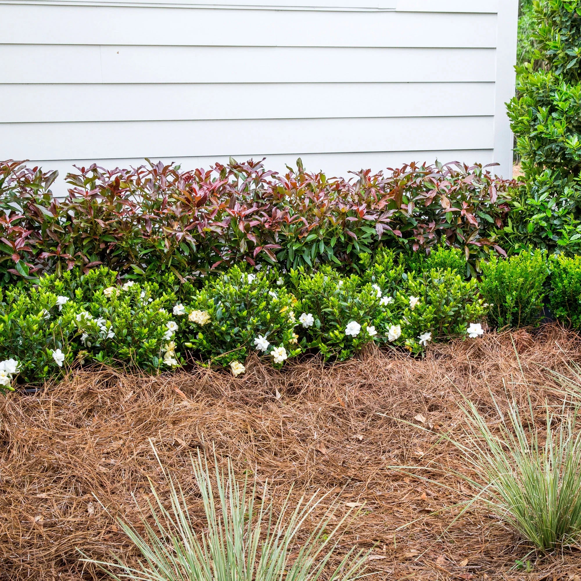 Viburnum Copper Top Live Shrub (2 Gallon) G2500