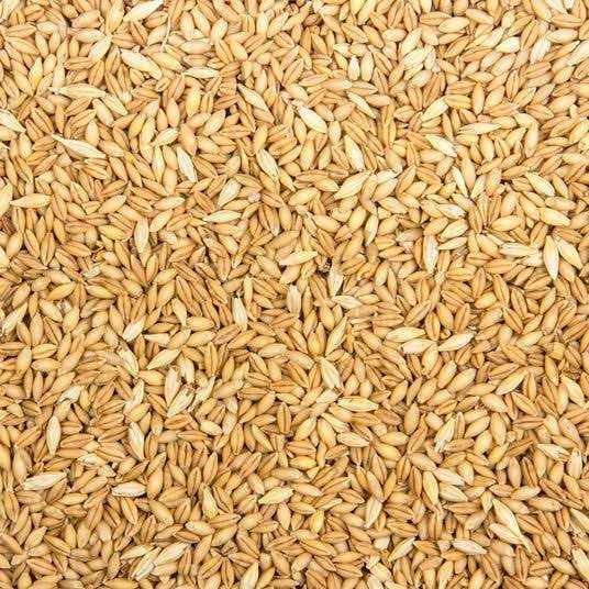 Organic Whole Barley Animal Feed W905