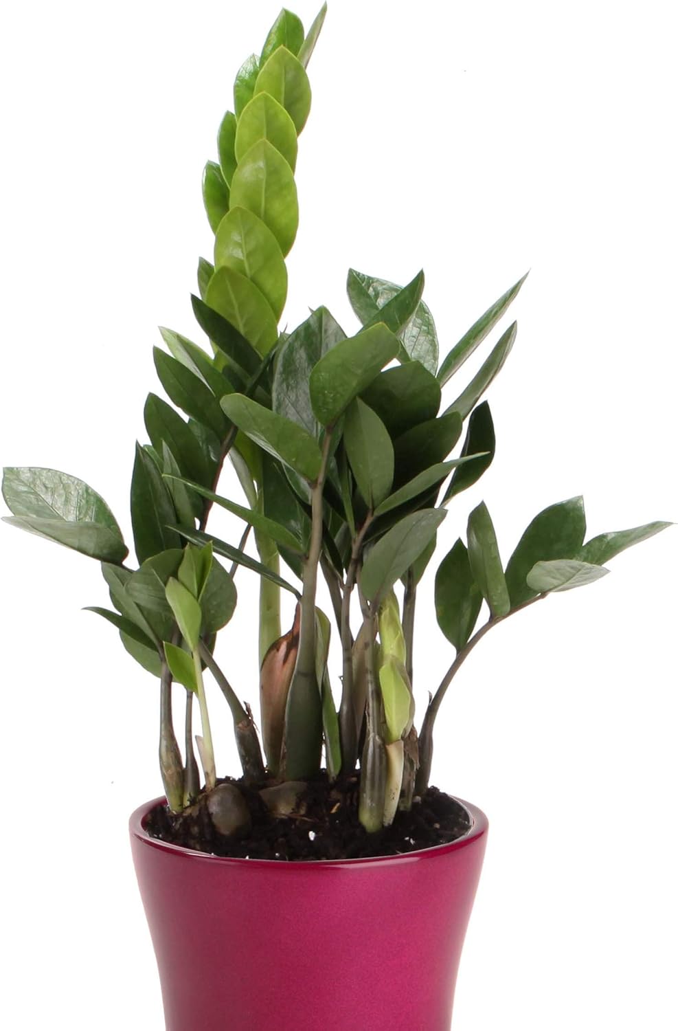 4 Inch Zamioculcas Zamiifolia Live Plant A831988