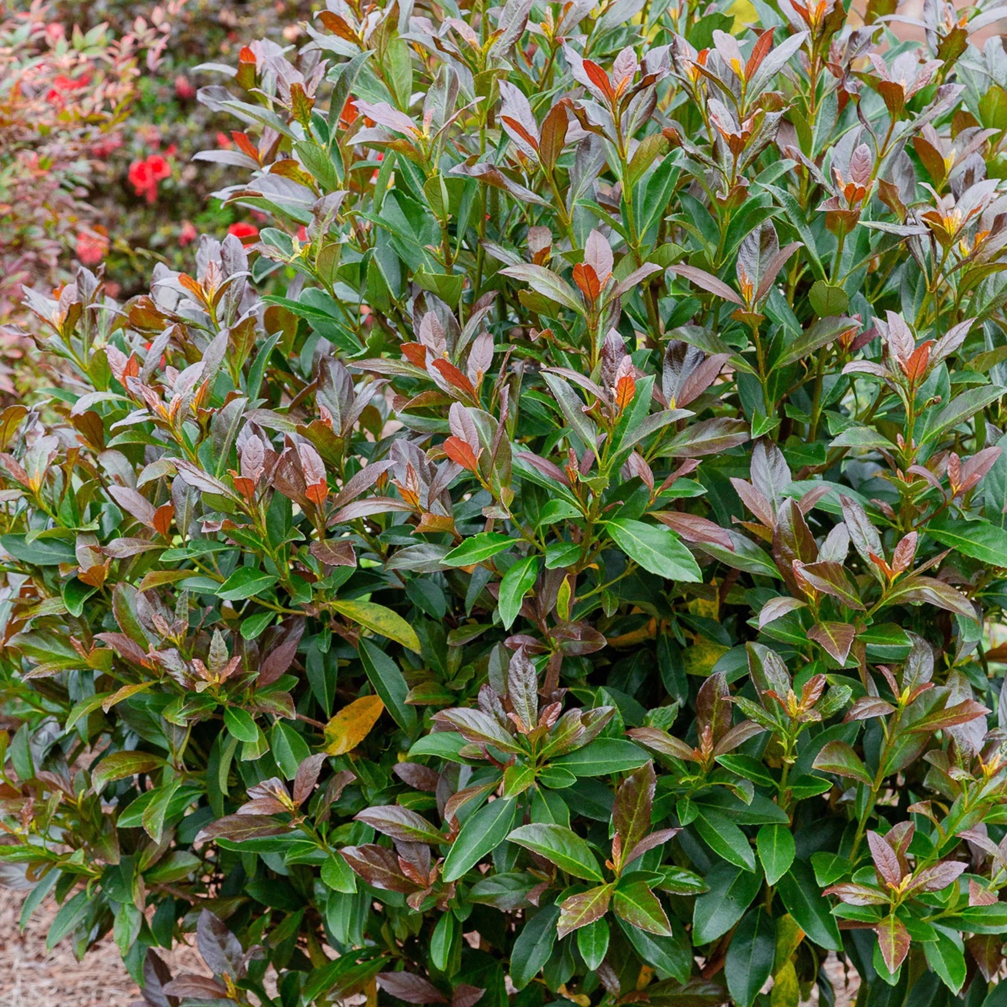 Viburnum Copper Top Live Shrub (2 Gallon) G2500