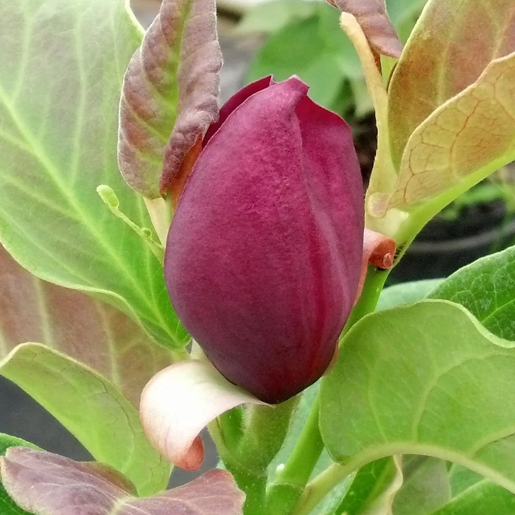 Deciduous Tree in Grower Container - 1 Piece Z2444