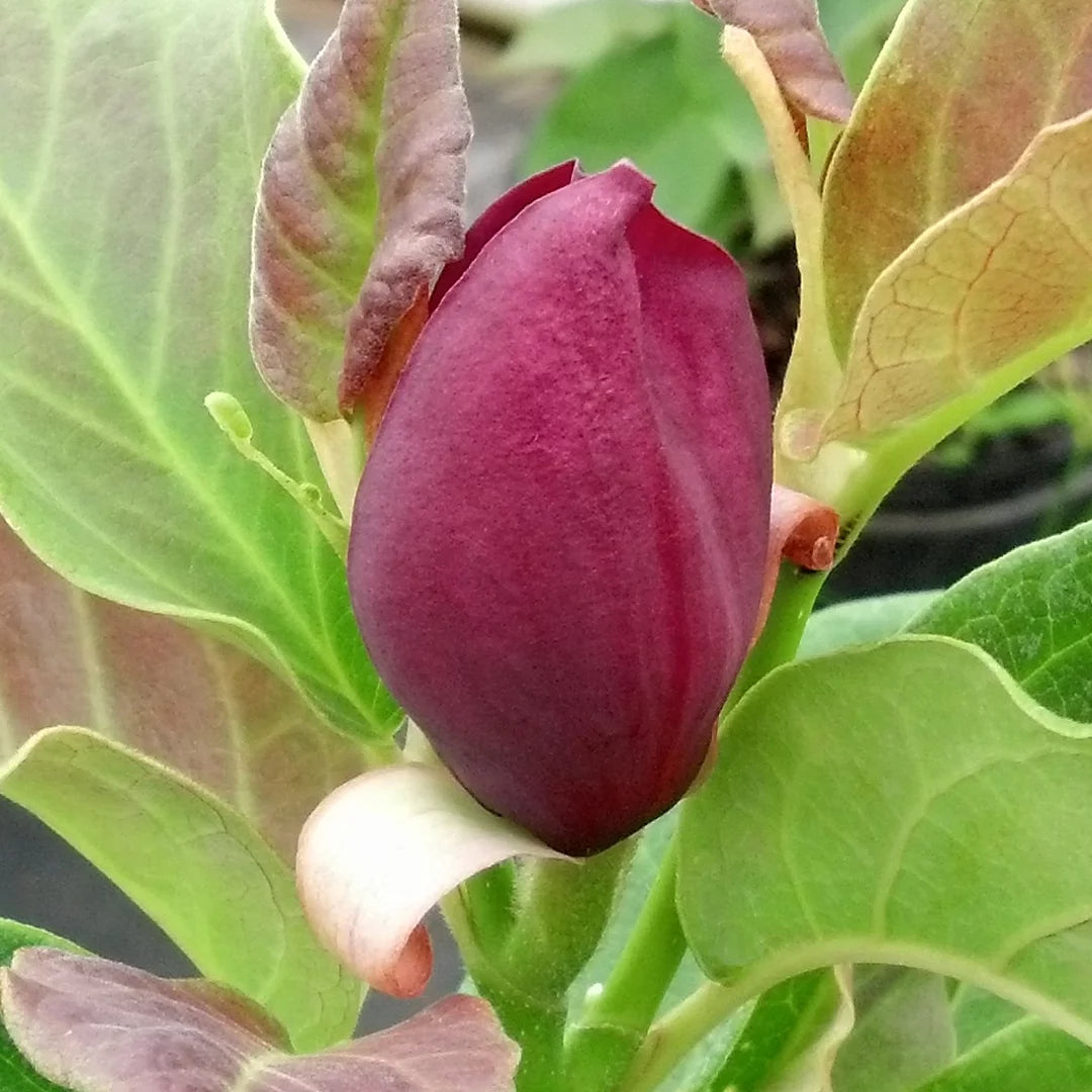 Deciduous Tree in Grower Container - 1 Piece Z2444