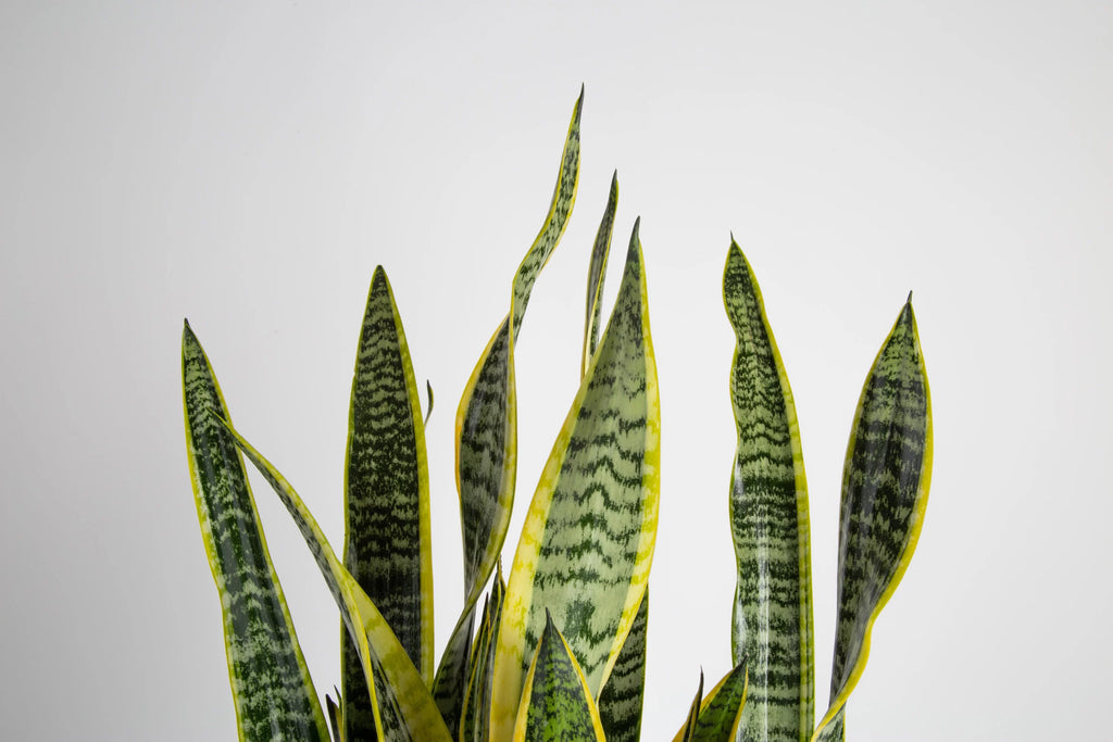 Green Snake Plant in 10in. Planter I2837