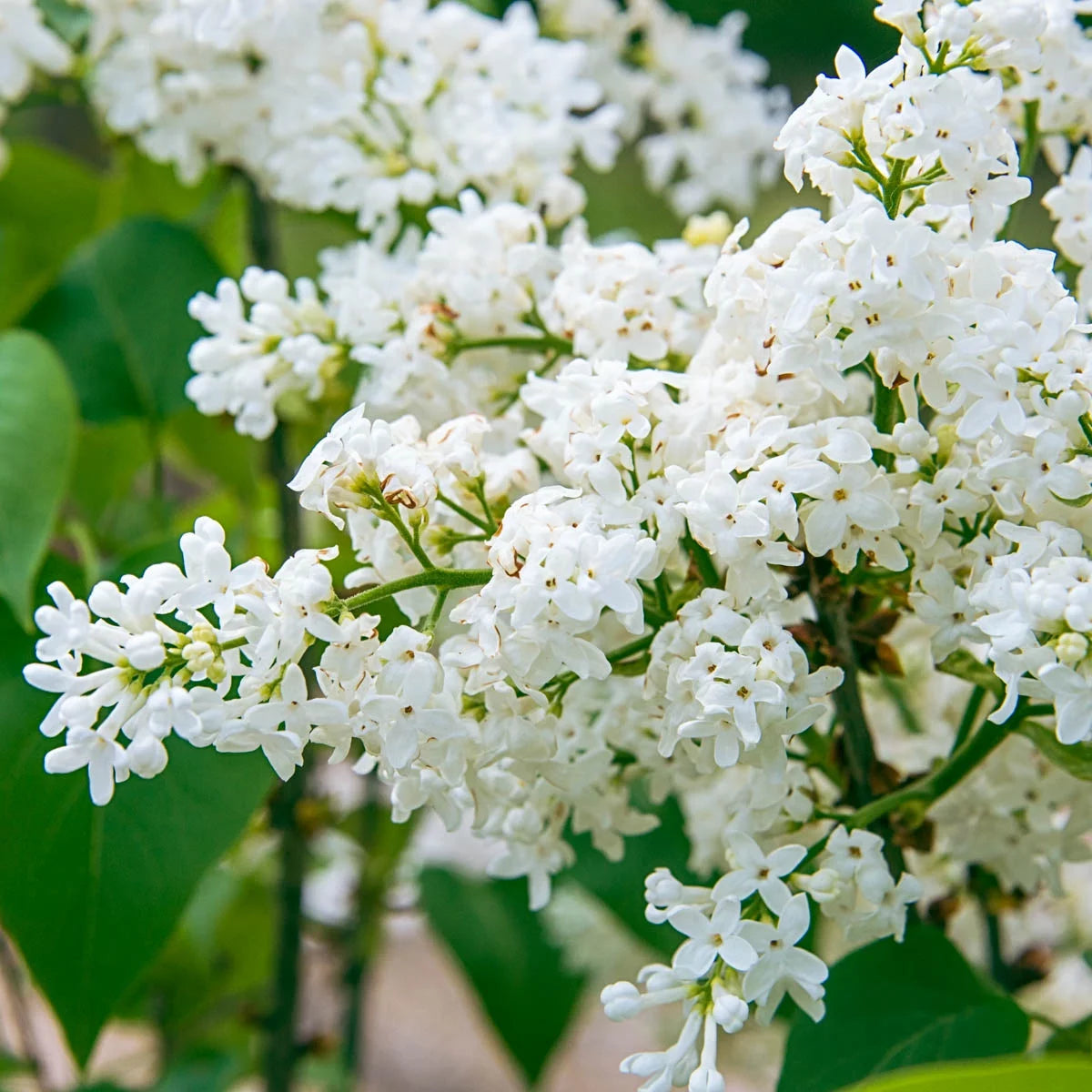 Lilac White Flowering Lilac Deciduous Shrub, 1 gallon pot V4549