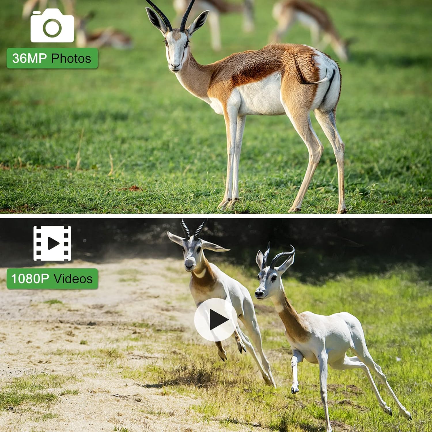 36MP 1080P Trail Camera with Night Vision IP66 Waterproof Motion Activated Infrared Hunting Camera T7885