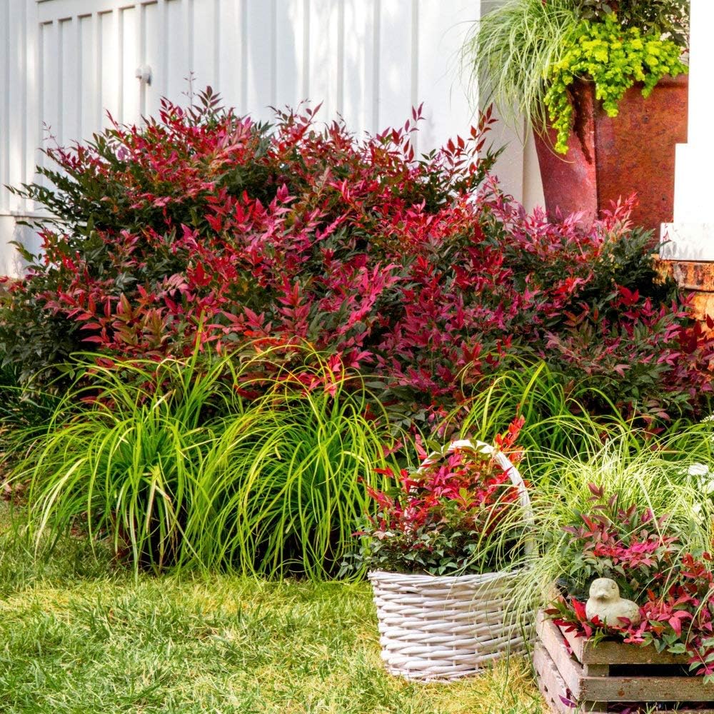 Green-Red-Orange-Gold Foliage Live Plant Q49881
