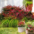 Green-Red-Orange-Gold Foliage Live Plant Q49881