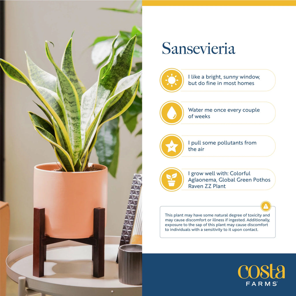 Green Snake Plant in 10in. Planter I2837