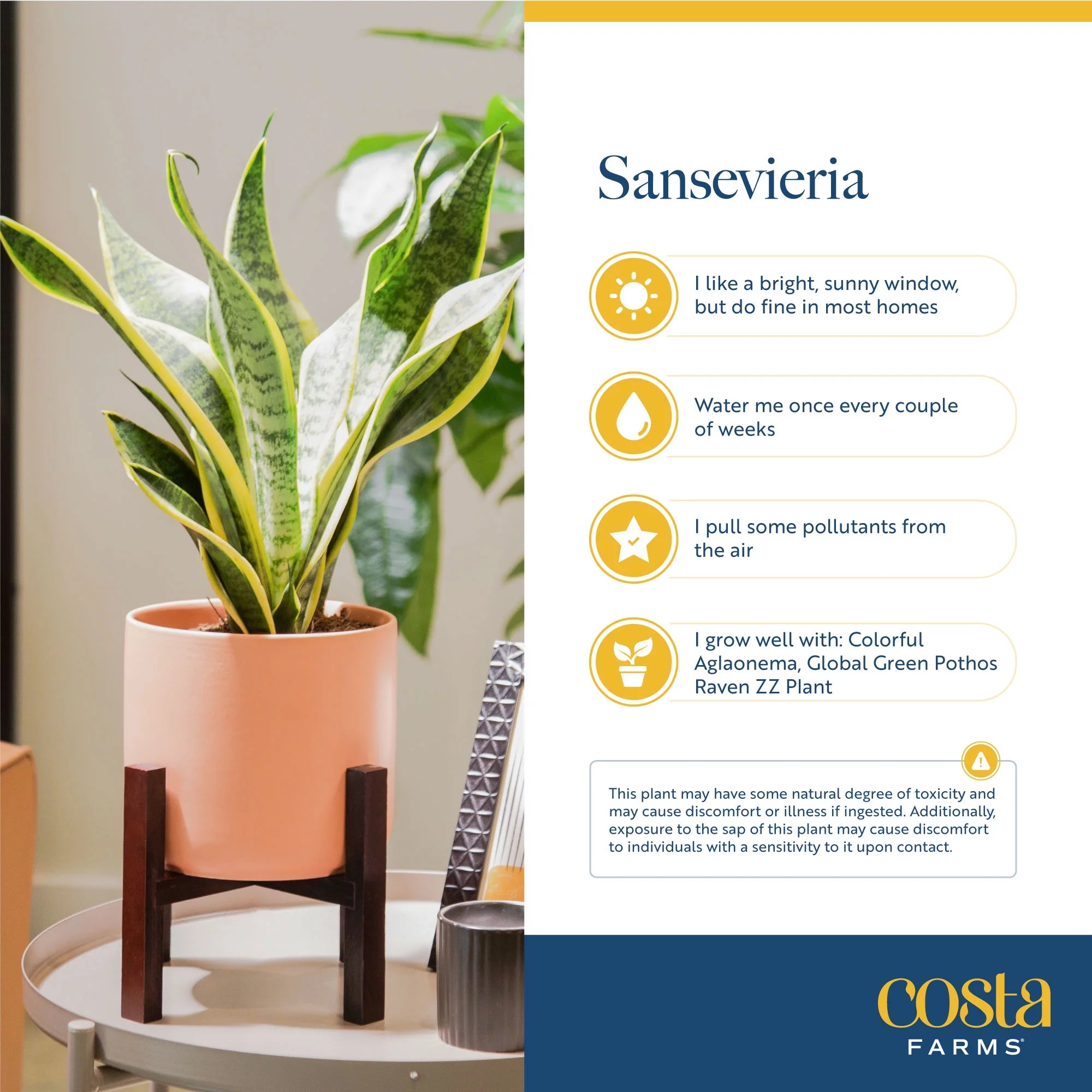 Green Snake Plant in 10in. Planter I2837