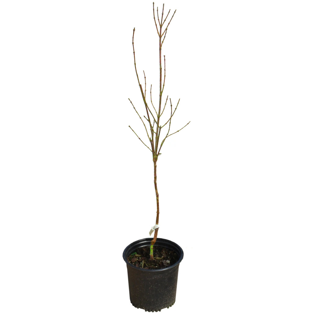 Deciduous Tree in Grower Container - 1 Piece Z2444