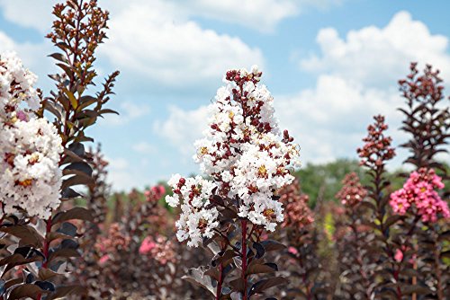 Black Diamond Pure White Crape Myrtle Live Plant M504118