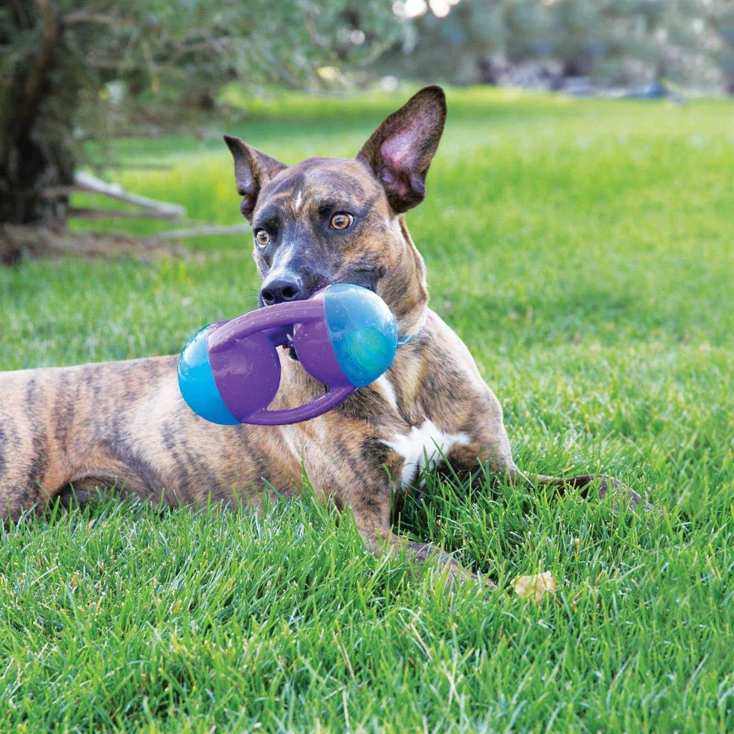 Jumbler Disc Dog Toy R3983