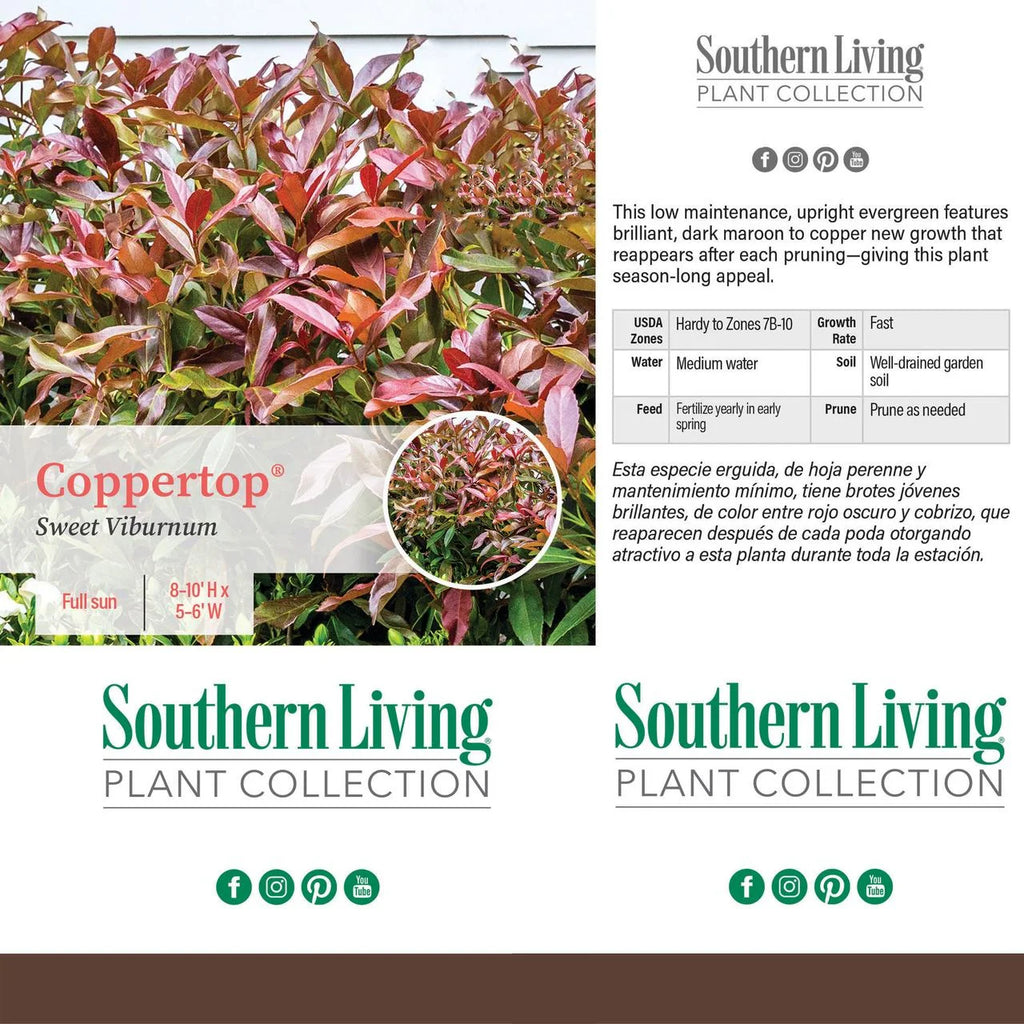 Viburnum Copper Top Live Shrub (2 Gallon) G2500