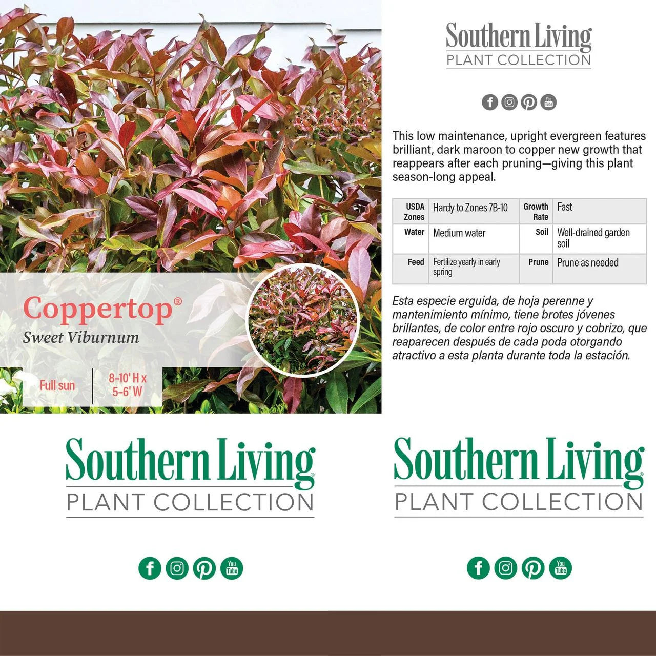 Viburnum Copper Top Live Shrub (2 Gallon) G2500