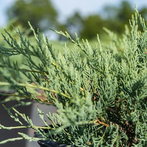 Grey Owl Juniper 3 Gallon Evergreen Low Spreading Shrub J490319