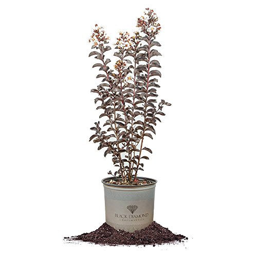 Black Diamond Pure White Crape Myrtle Live Plant M504118