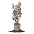 Black Diamond Pure White Crape Myrtle Live Plant M504118