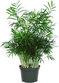 King Sago Palm Tree Real Live Plant G603