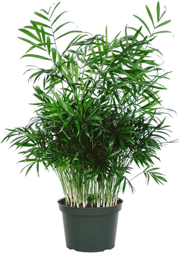 King Sago Palm Tree Real Live Plant G603