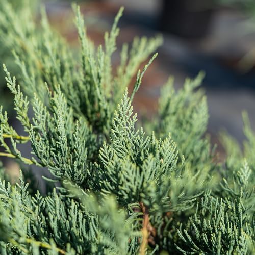 Grey Owl Juniper 3 Gallon Evergreen Low Spreading Shrub J490319