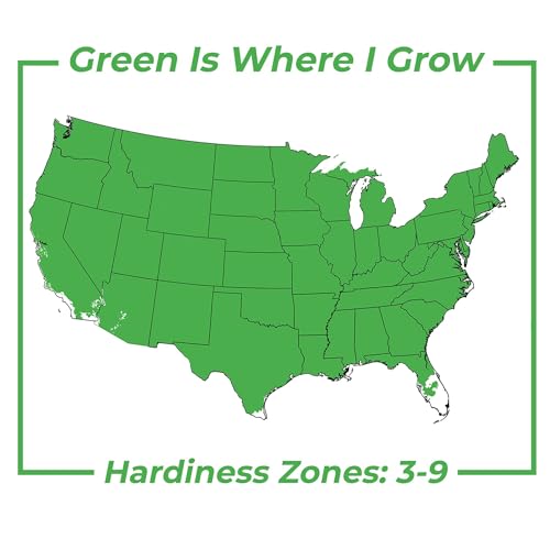 Grey Owl Juniper 3 Gallon Evergreen Low Spreading Shrub J490319