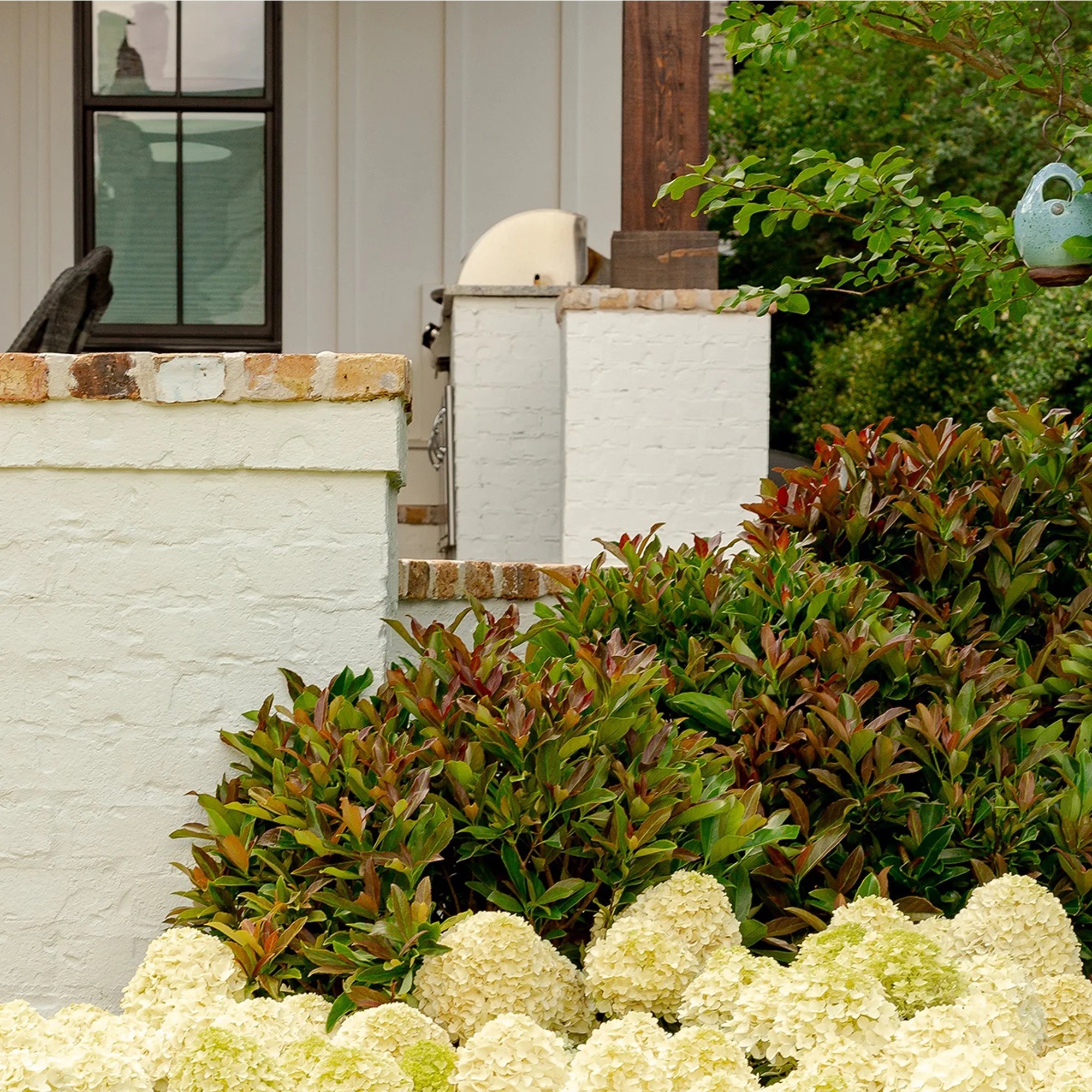 Viburnum Copper Top Live Shrub (2 Gallon) G2500