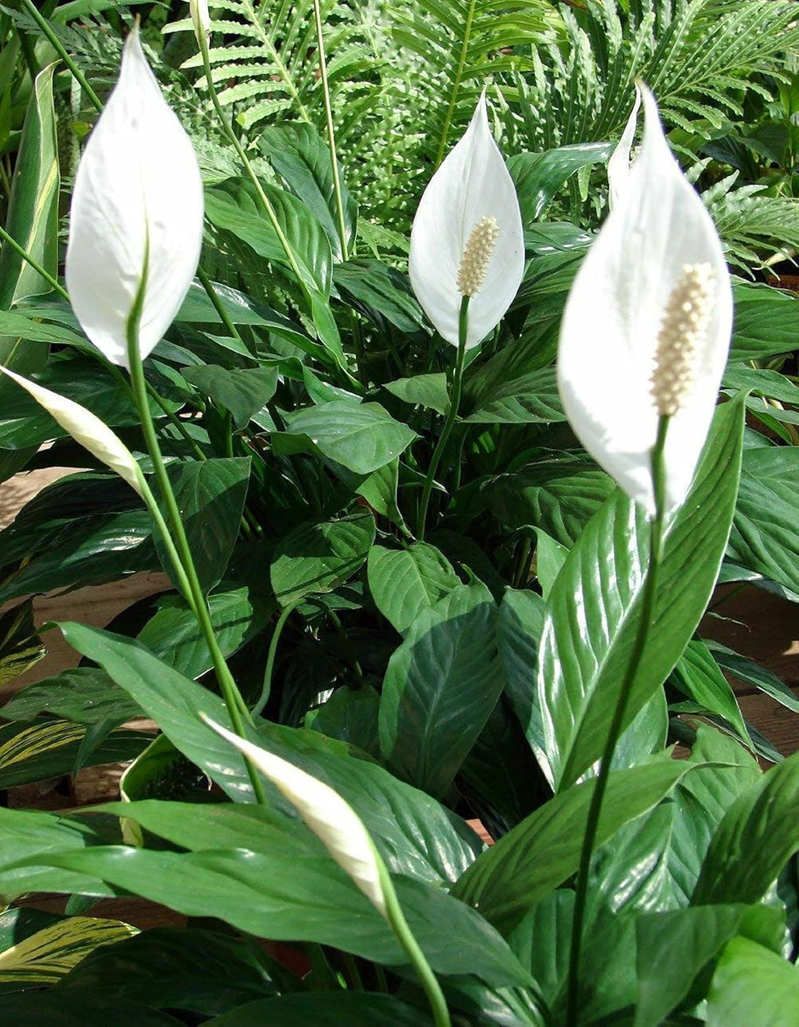 Peace Lily Plant S295