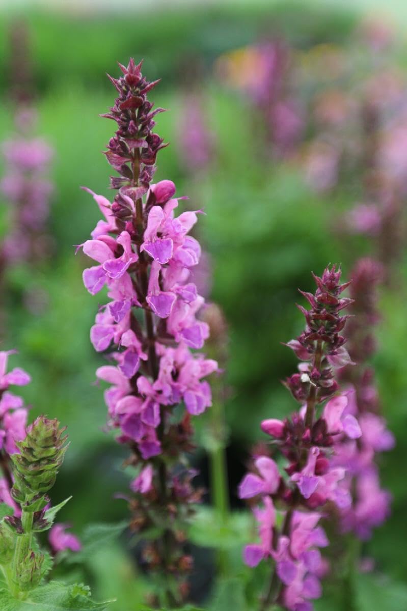 Perennial in a gallon pot C43072